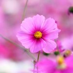 Bunches UK review